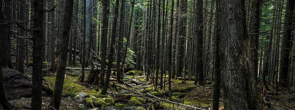 21753237_10159337378475652_6622089974314997099_o